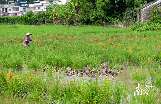 北京it外包公司有哪些_it外包市場分析及營銷模式探討_it外包服務(wù)